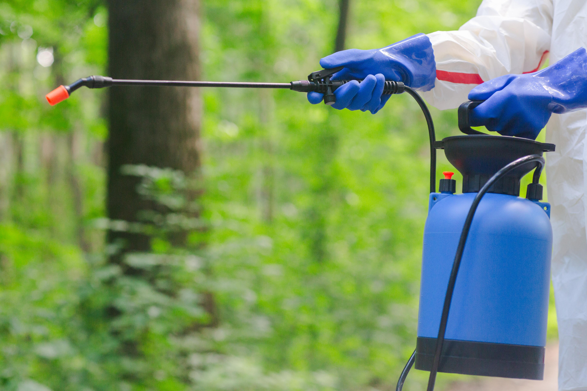 ミツバチの巣を見つけたら専門業者に依頼しよう