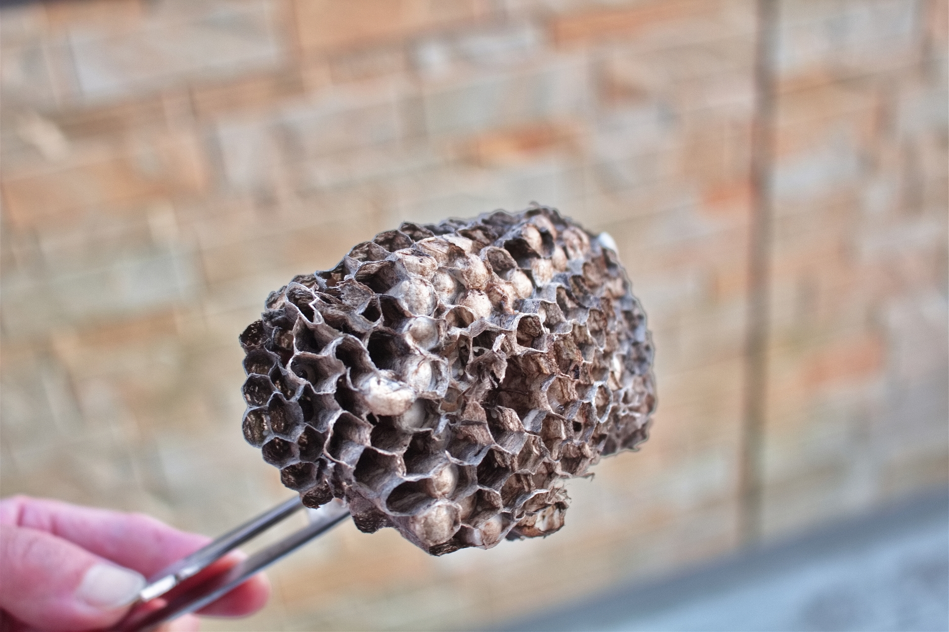 ベランダに蜂の巣ができたら専門業者に駆除してもらおう