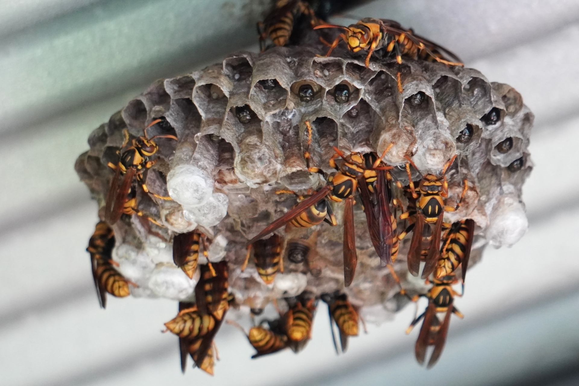 ベランダにできた蜂の巣の見分け方