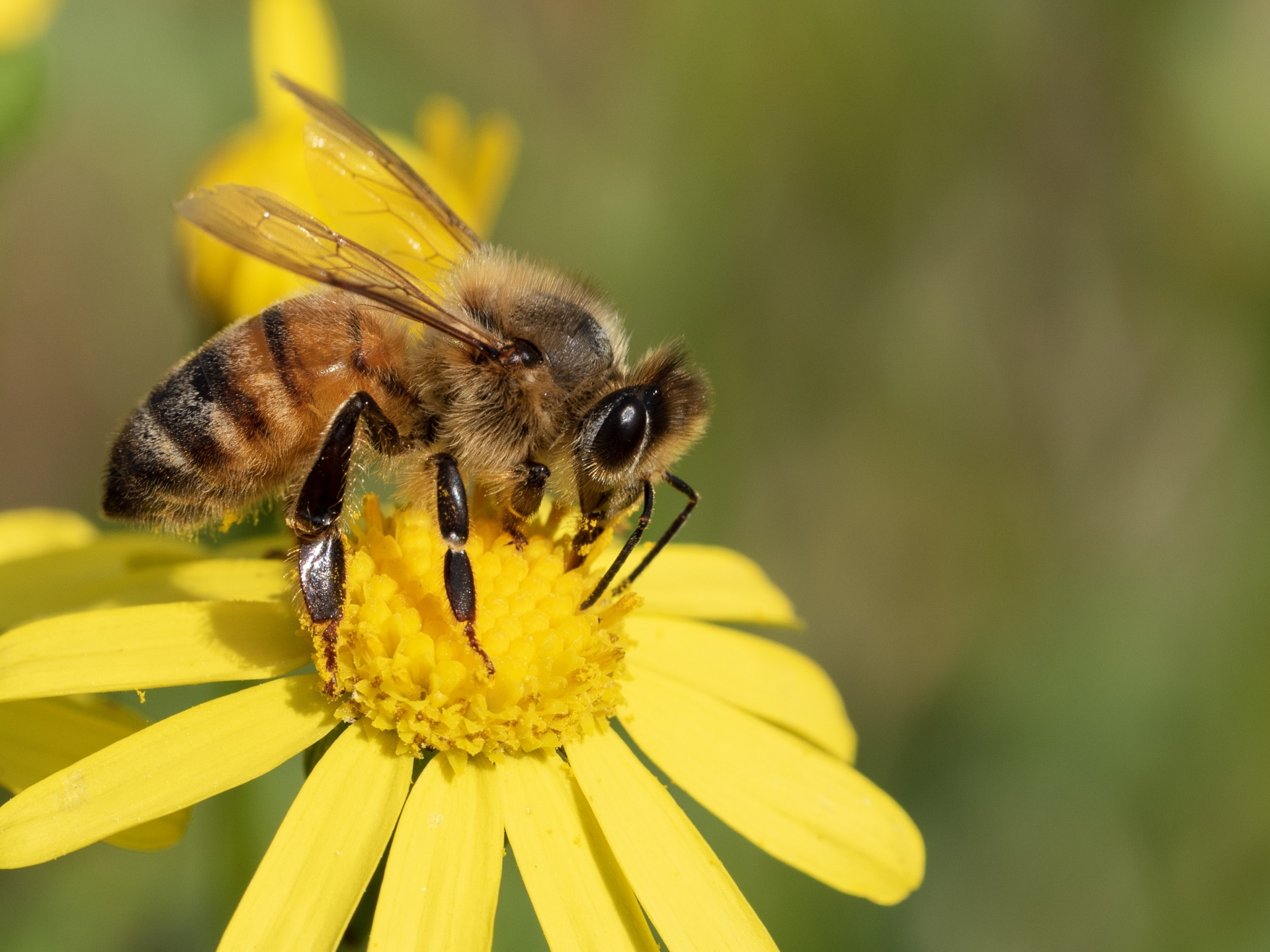 ミツバチの特徴・習性