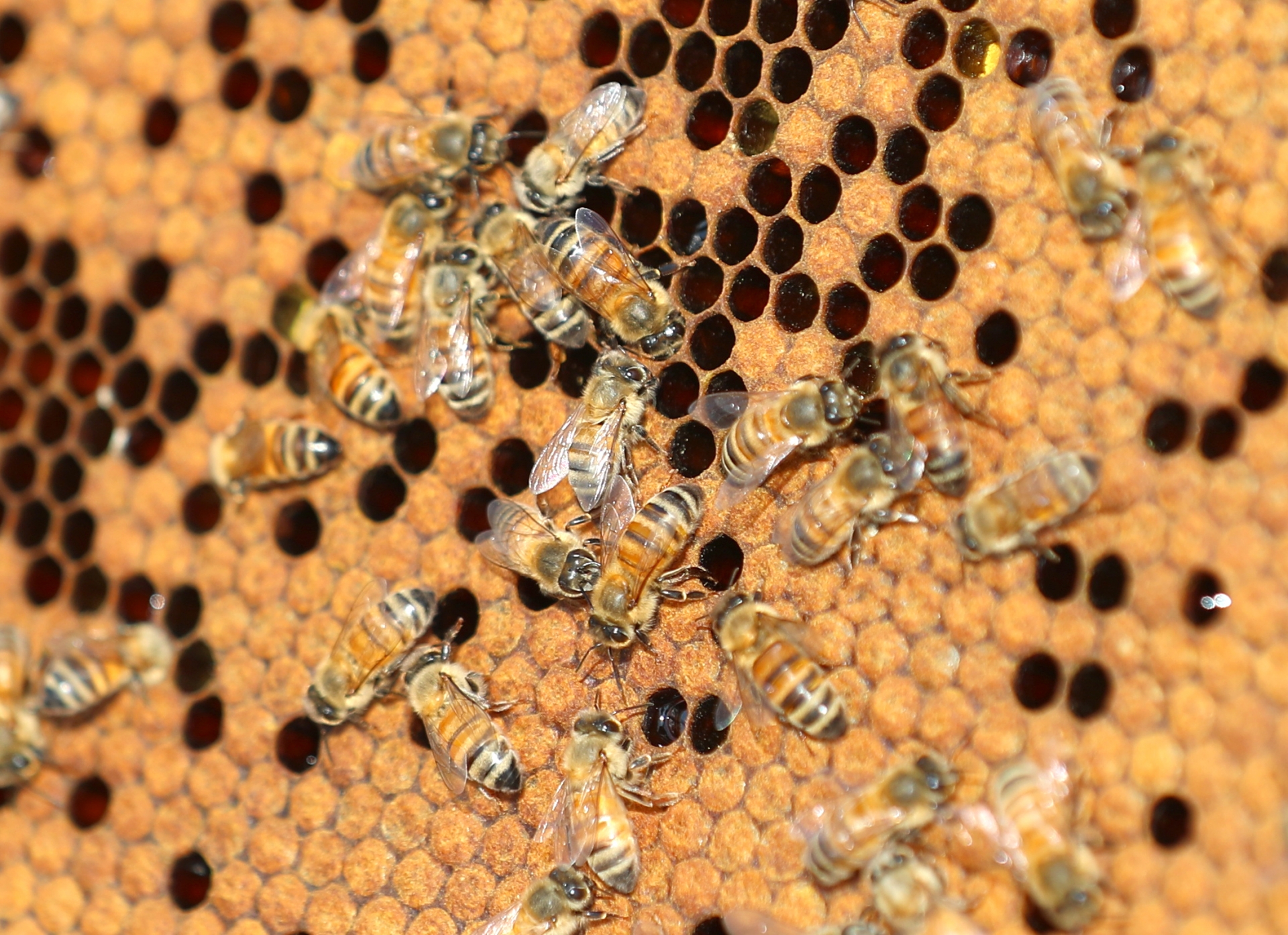 ミツバチの巣を放置するのが危険な理由4選