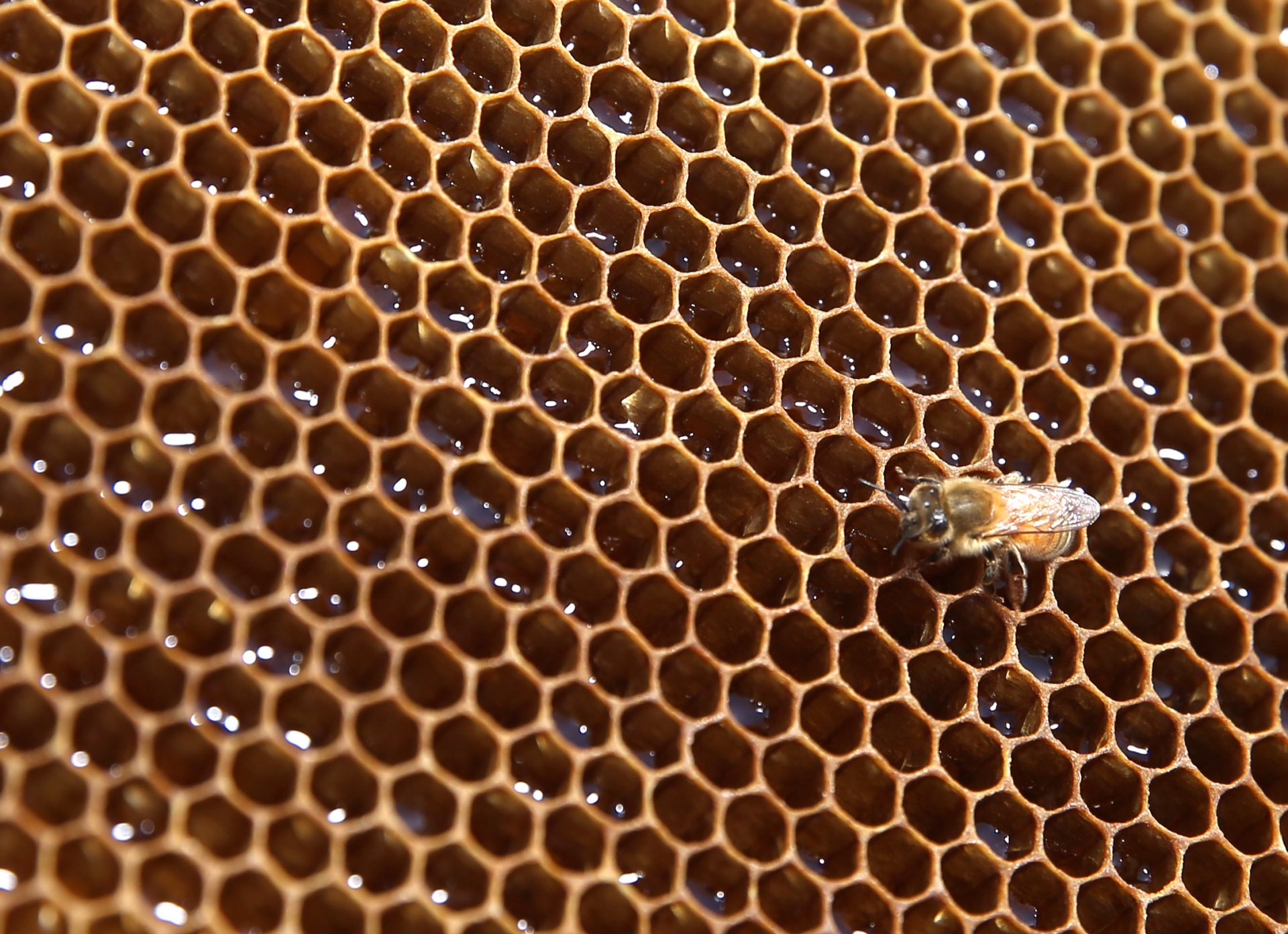 巣の特徴・巣営場所