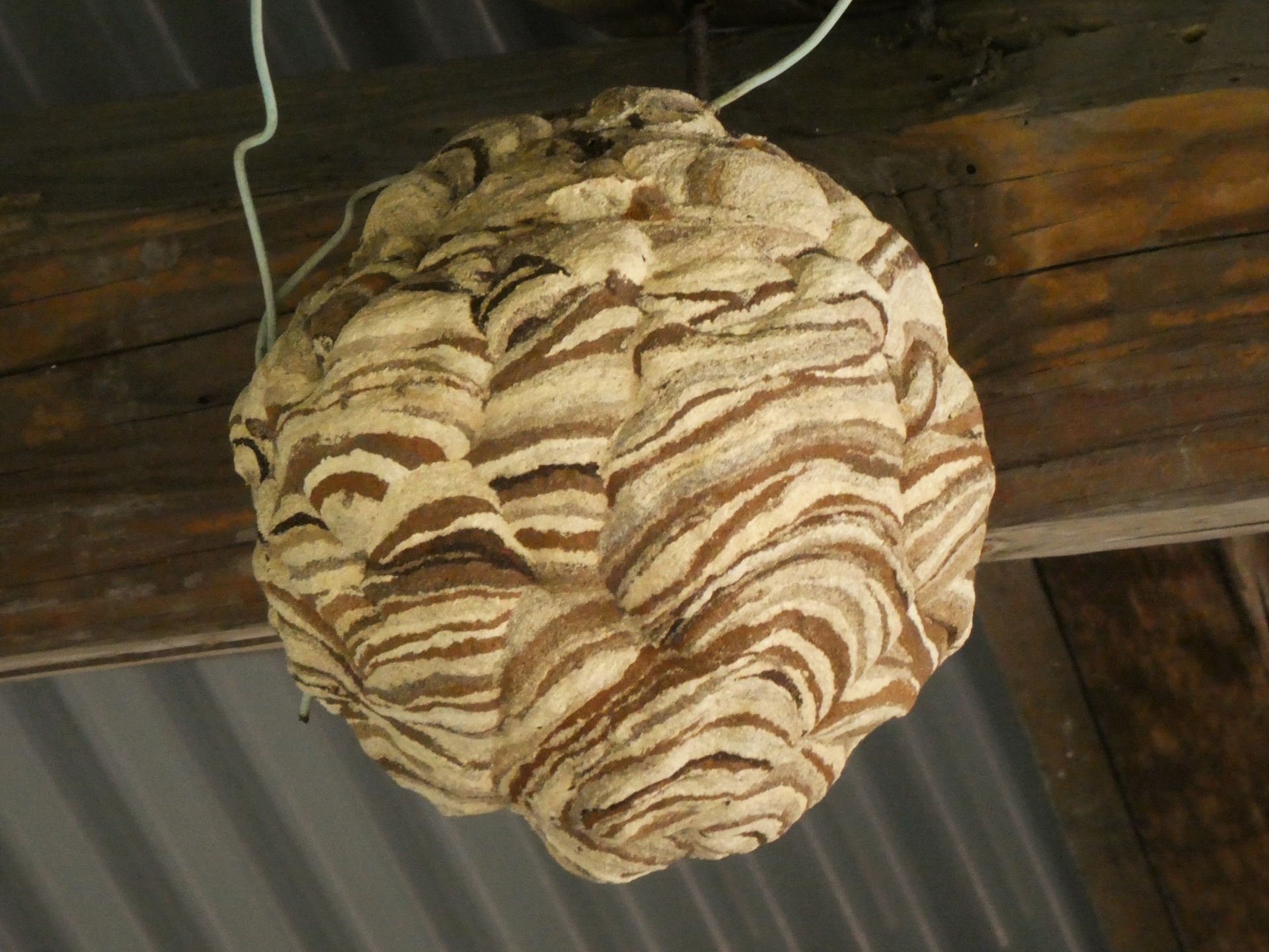 屋根裏にできた蜂の巣を自力で退治するのは困難