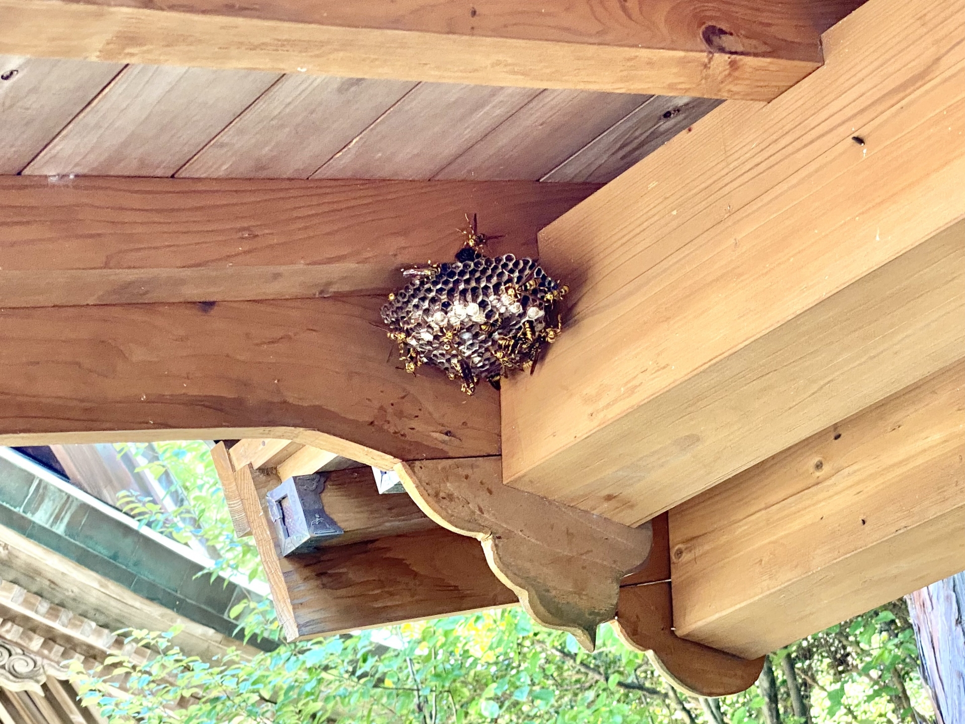 巣ができやすい場所