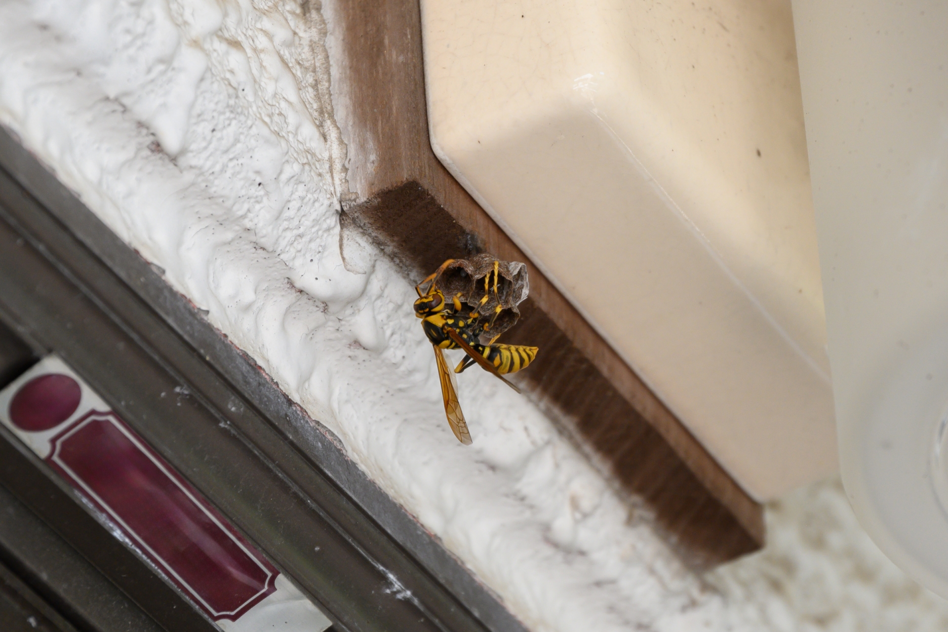 【場所別】蜂の巣を作らせない予防法