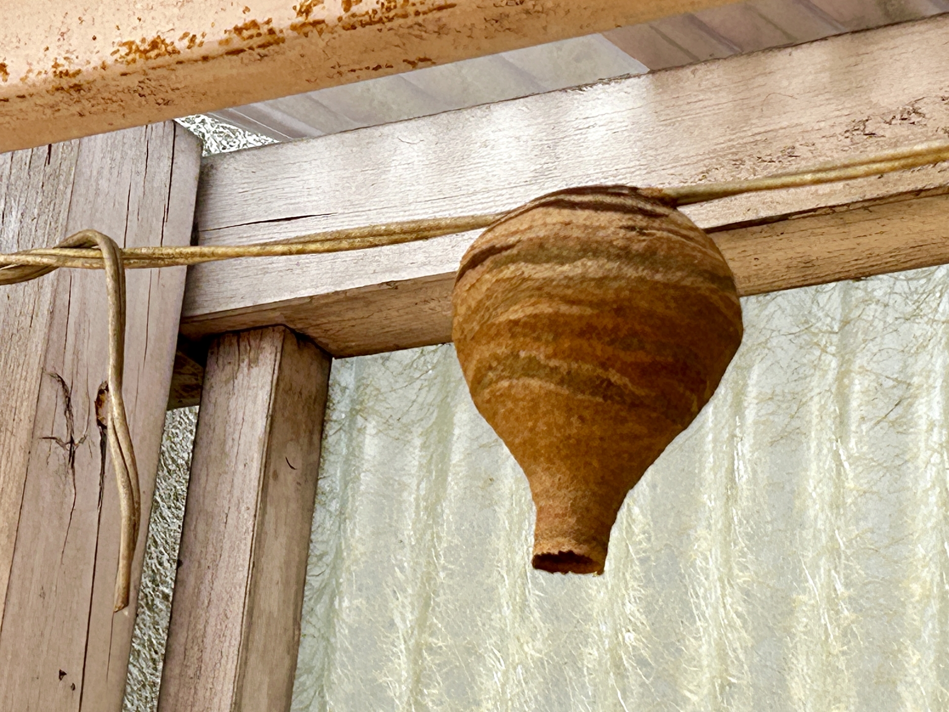 家に蜂の巣ができた時の対処法3選