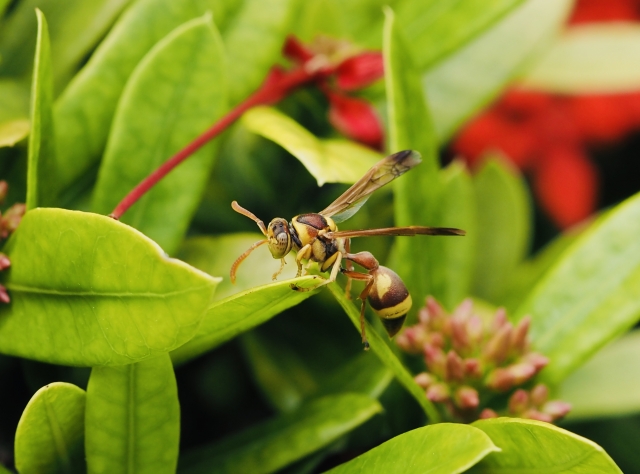 オキナワチビアシナガバチ