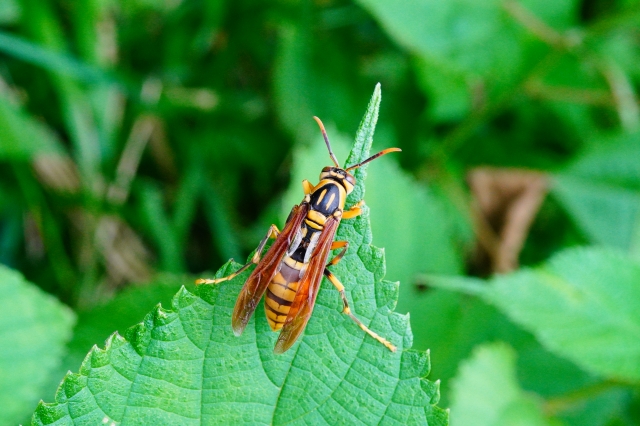 キアシナガバチ