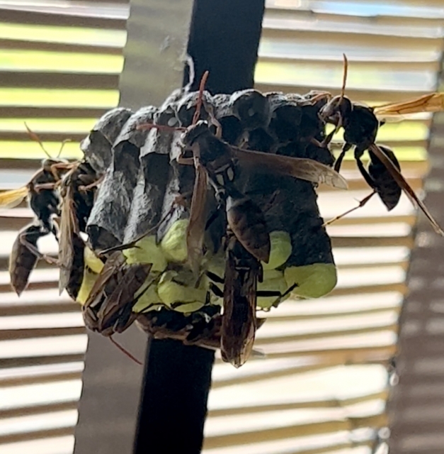 キボシアシナガバチ