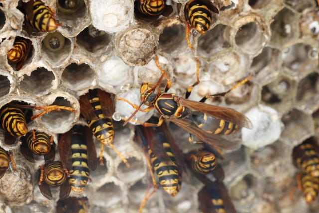 アシナガバチの女王蜂の行動パターン