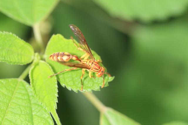 ムモンホソアシナガバチ