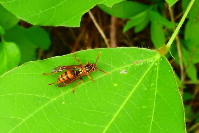 ヤマトアシナガバチ