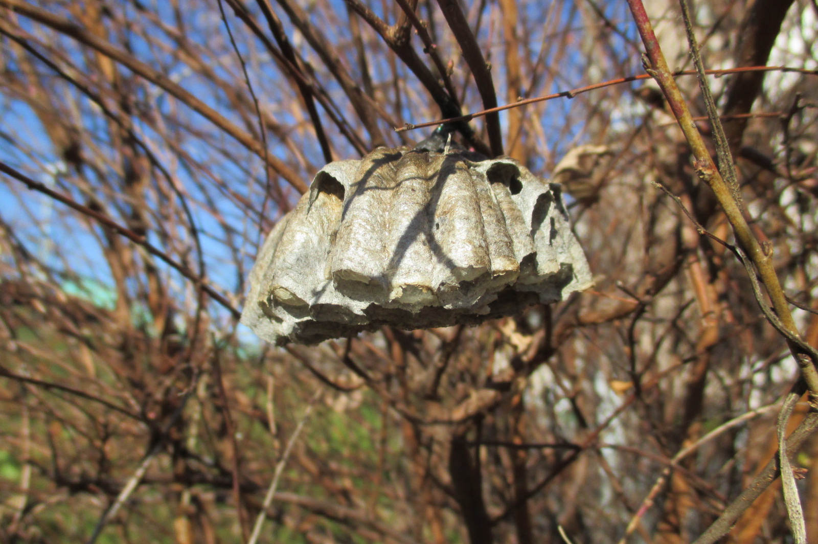 冬場に蜂の巣を放置するリスク