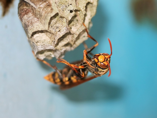 アシナガバチの行動パターン