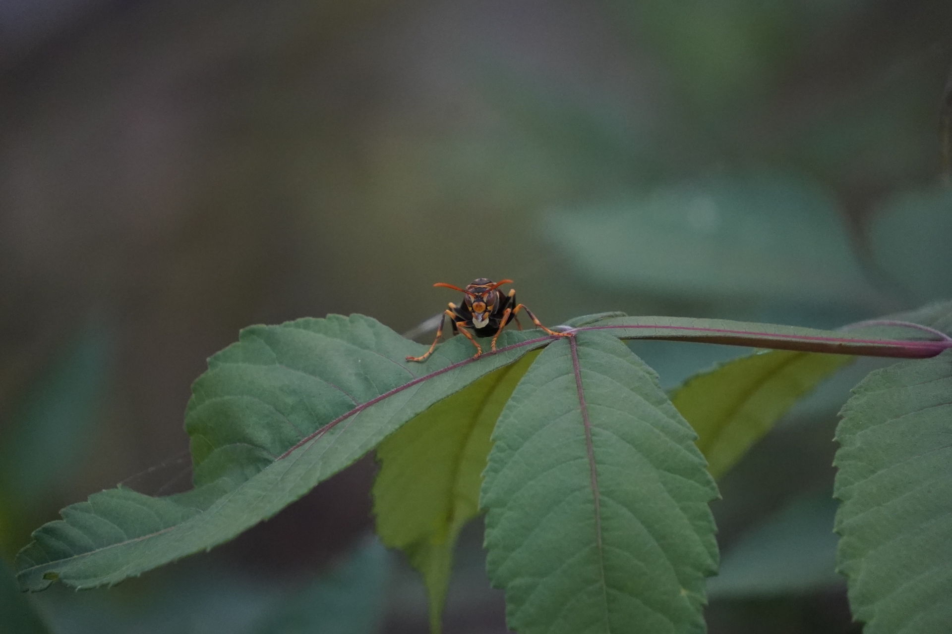 雨の日がアシナガバチ駆除に適している理由
