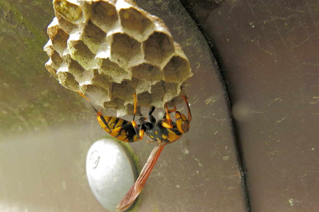 スズメバチの女王蜂は刺すこともある