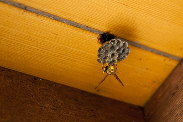 玄関に蜂の巣を見つけた時の安全対策