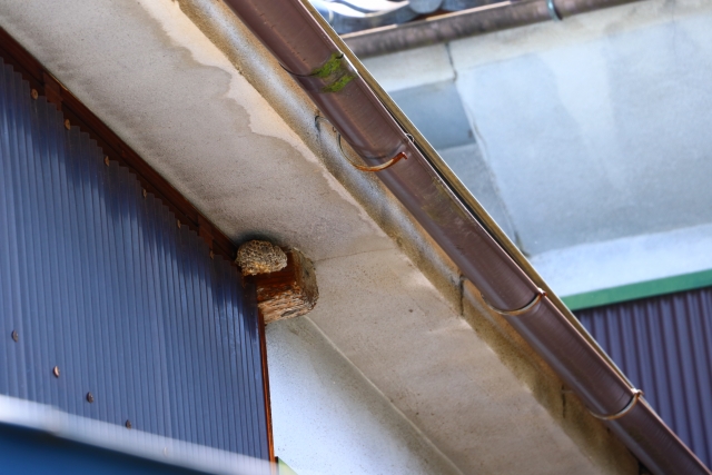 玄関は蜂の巣ができやすい