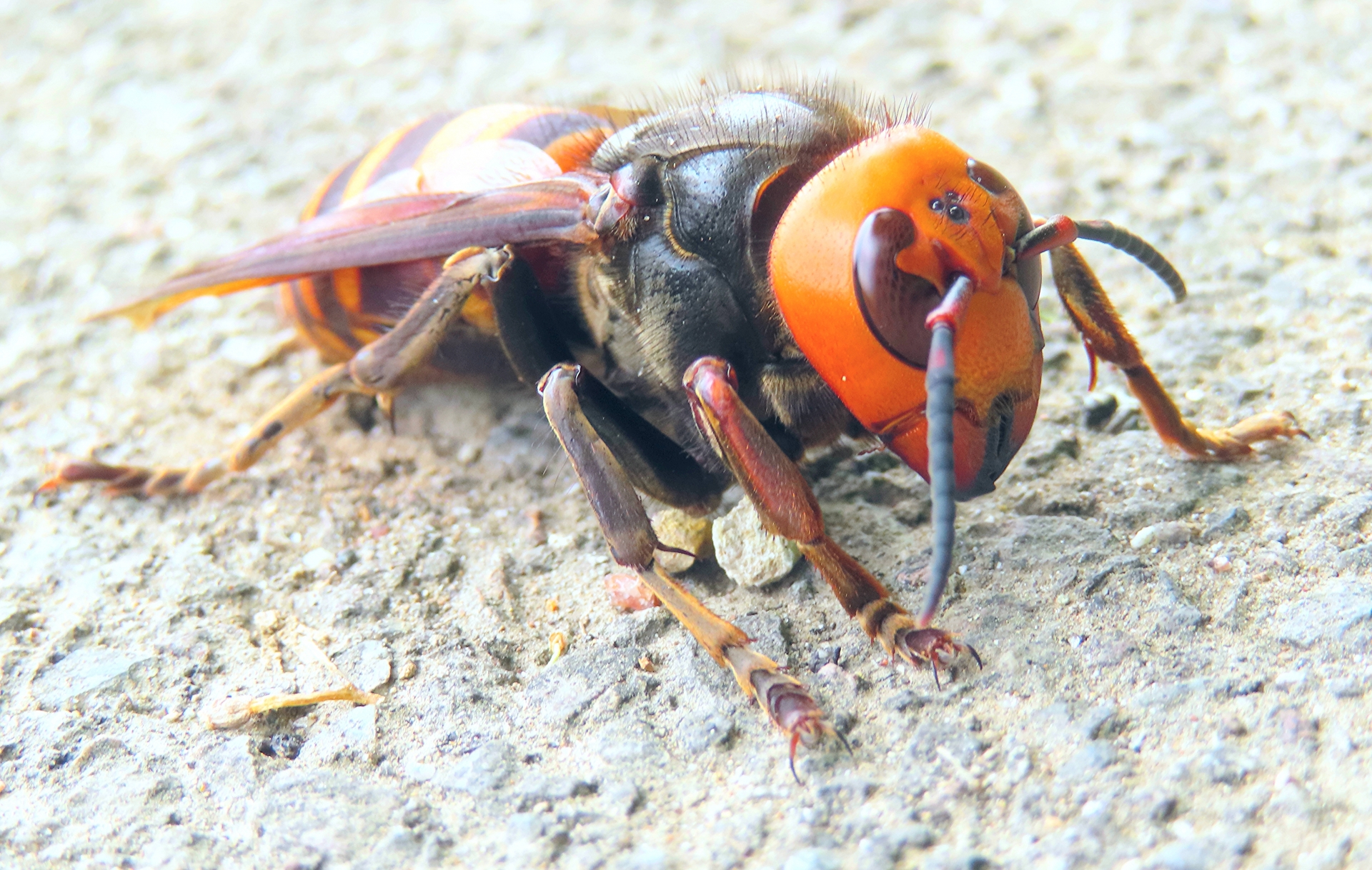 床下にできた蜂の巣を見つけるサイン