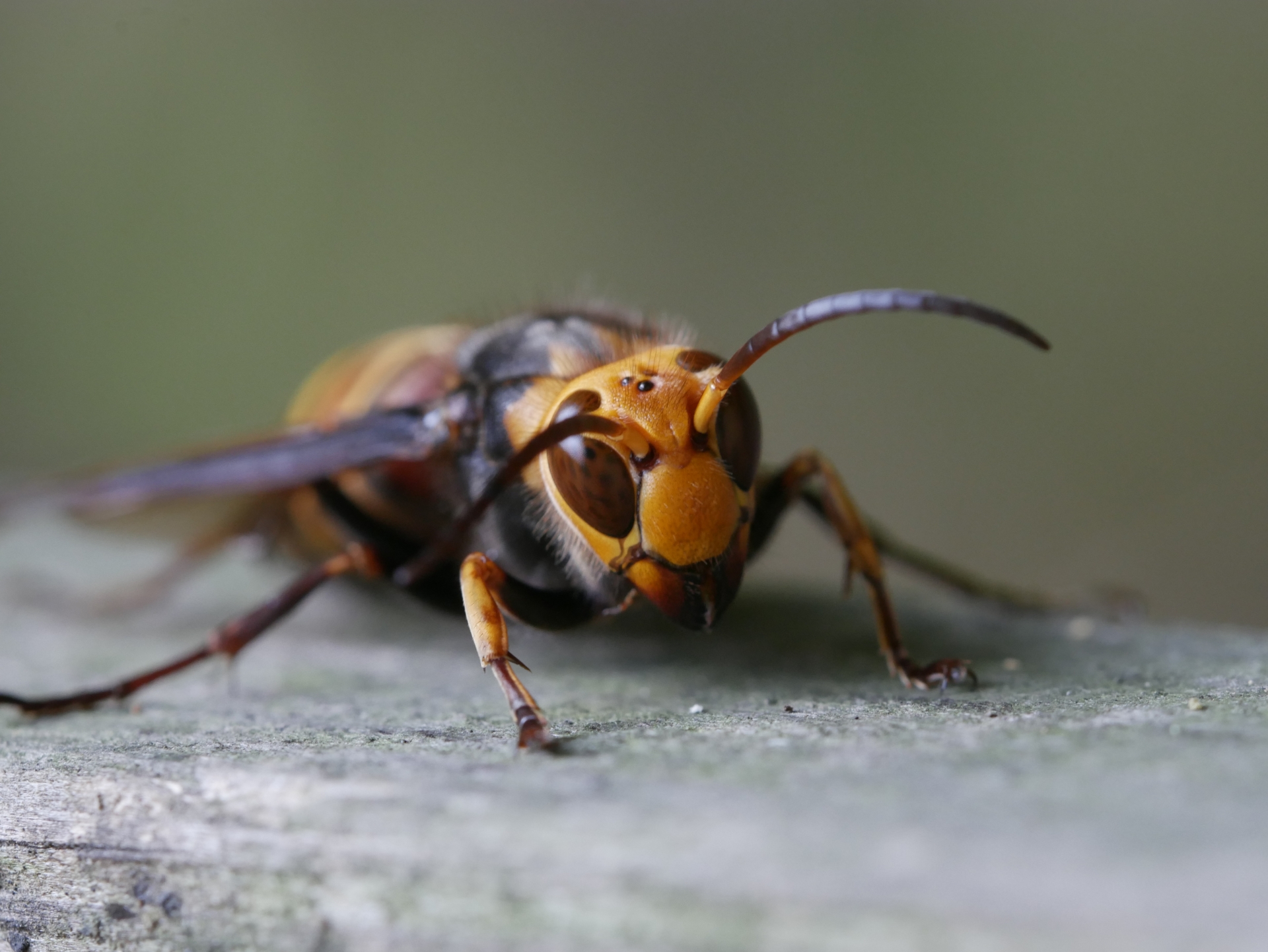 コガタスズメバチの特徴と危険性について徹底解説！適切な退治方法も紹介！