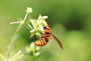 事故最多！都市部で最も危険なキイロスズメバチを解説
