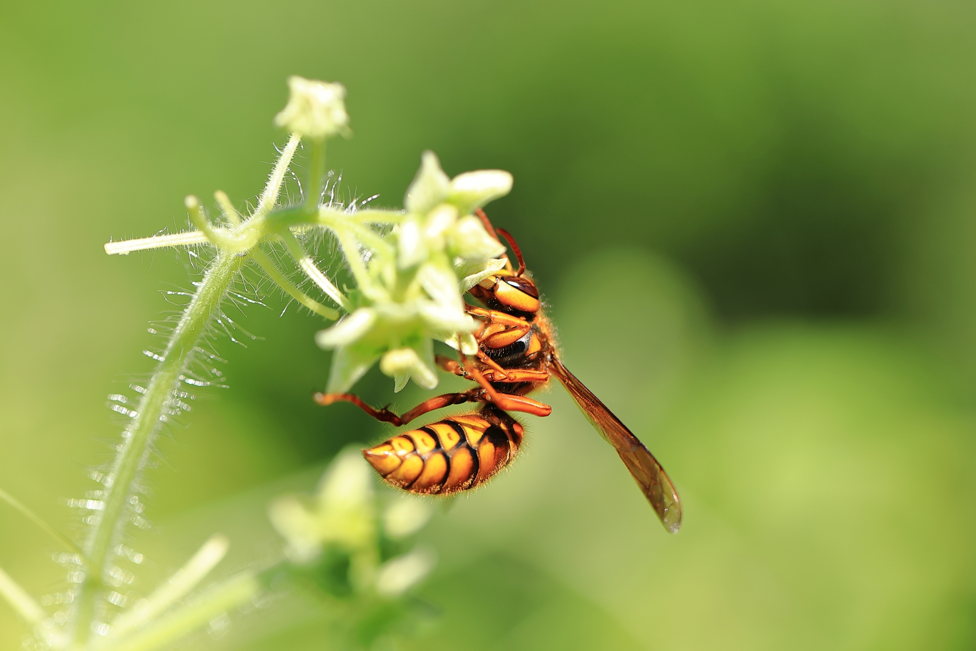 事故最多！都市部で最も危険なキイロスズメバチを解説