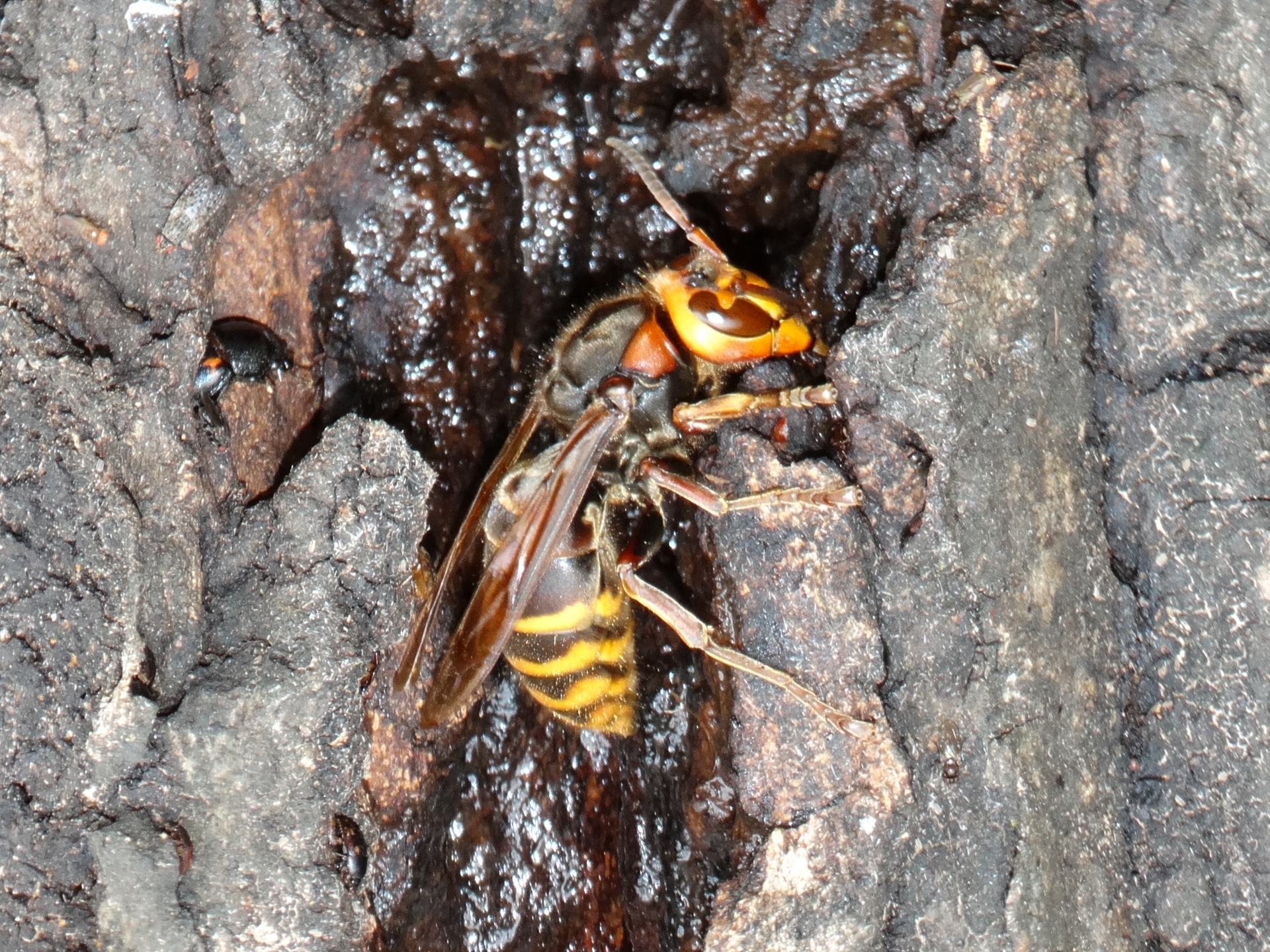 モンスズメバチの特徴や危険性を徹底解説！適切な退治方法も紹介！