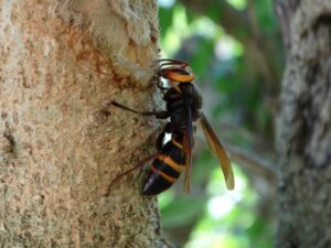 危険性は低くても油断は禁物なヒメスズメバチについて徹底解説