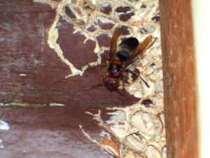 攻撃的で毒液噴射もするチャイロスズメバチの特徴と対策