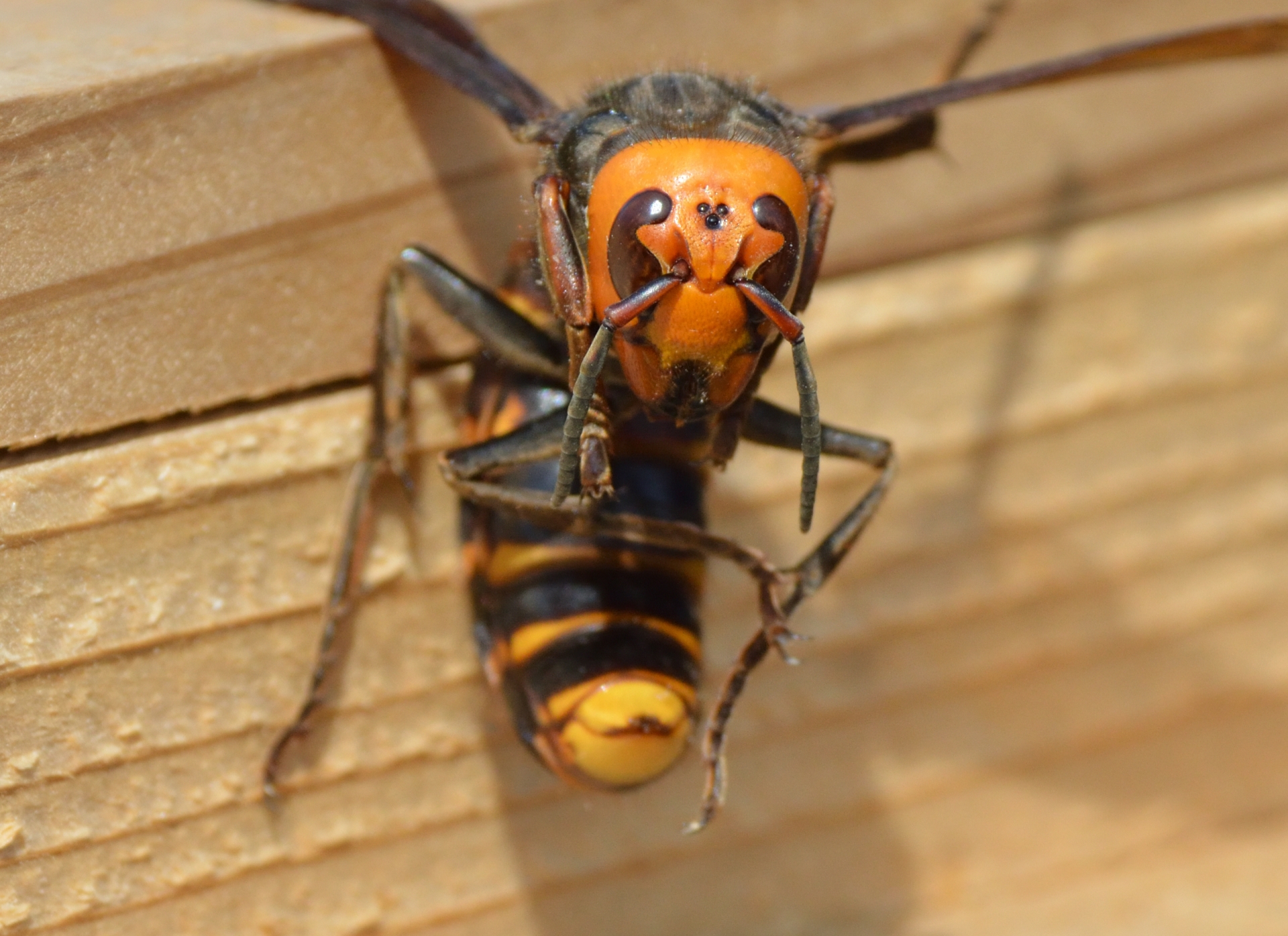オオスズメバチの特徴と危険性を徹底解説！適切な退治方法も紹介！