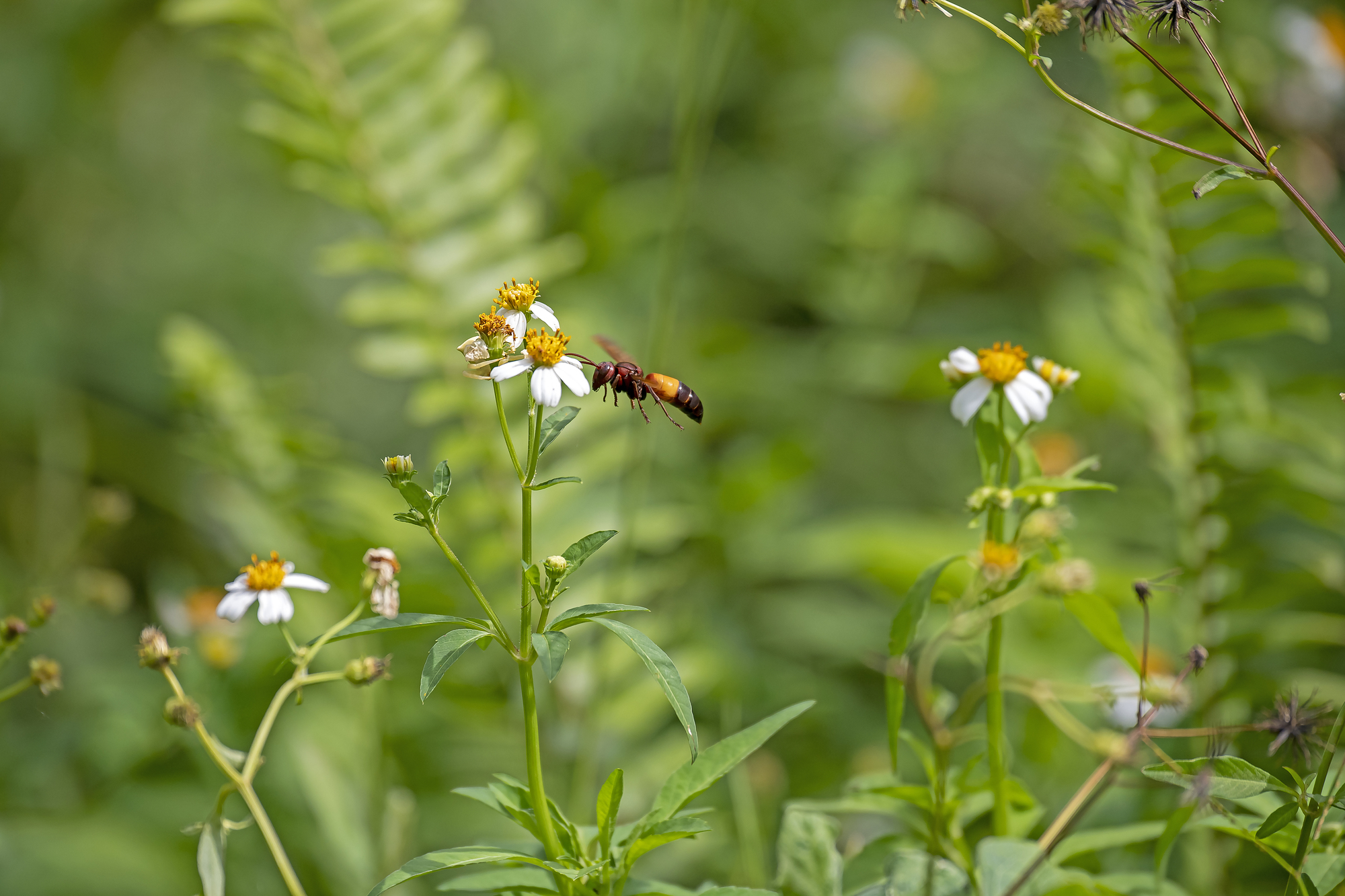 ツマグロスズメバチの特徴や危険性を解説！安全な駆除方法も紹介！