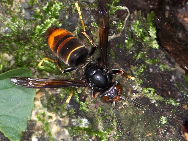 ツマアカスズメバチの特徴や危険性を解説！安全な駆除方法も紹介