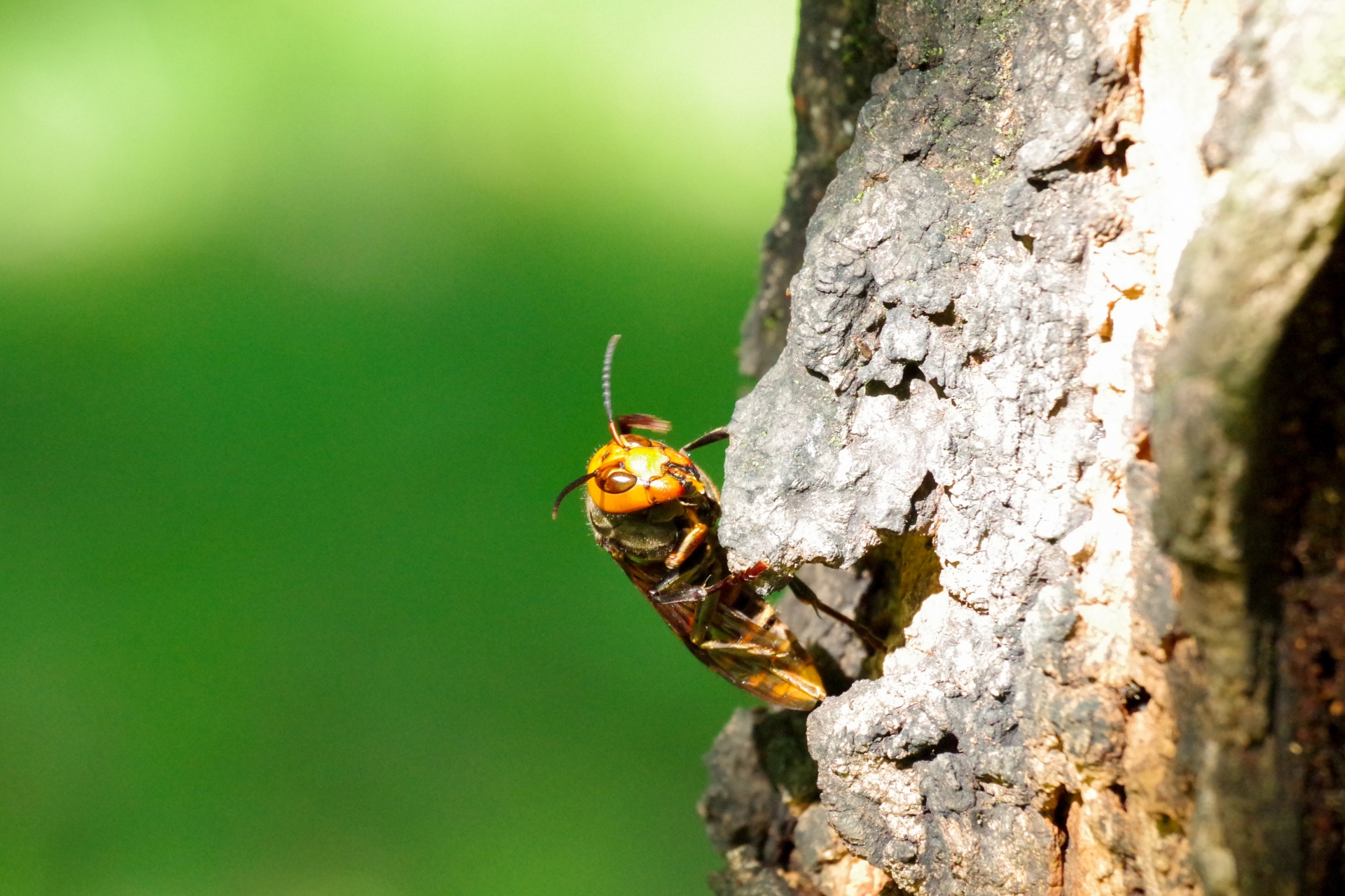 スズメバチの活動時期はいつ？季節ごとの注意点と巣作り対策を徹底解説