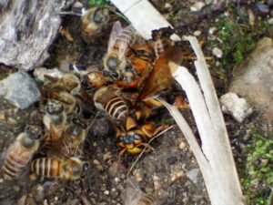 スズメバチとミツバチの違いを徹底解説！適切な駆除方法も紹介