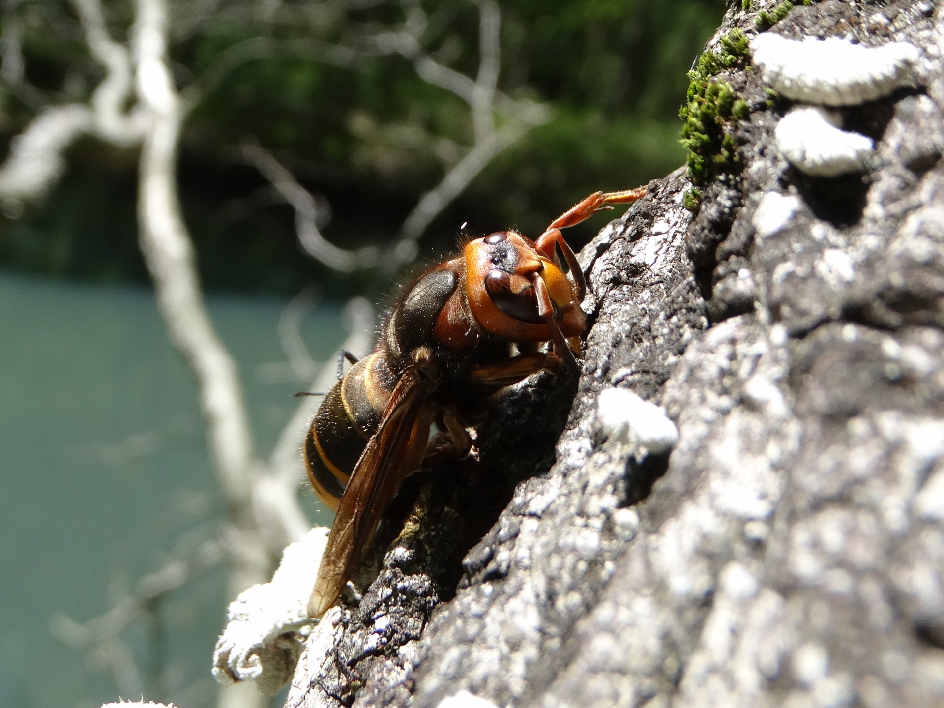 スズメバチの女王蜂って何が違う？特徴や生態・他の蜂との違いも解説！