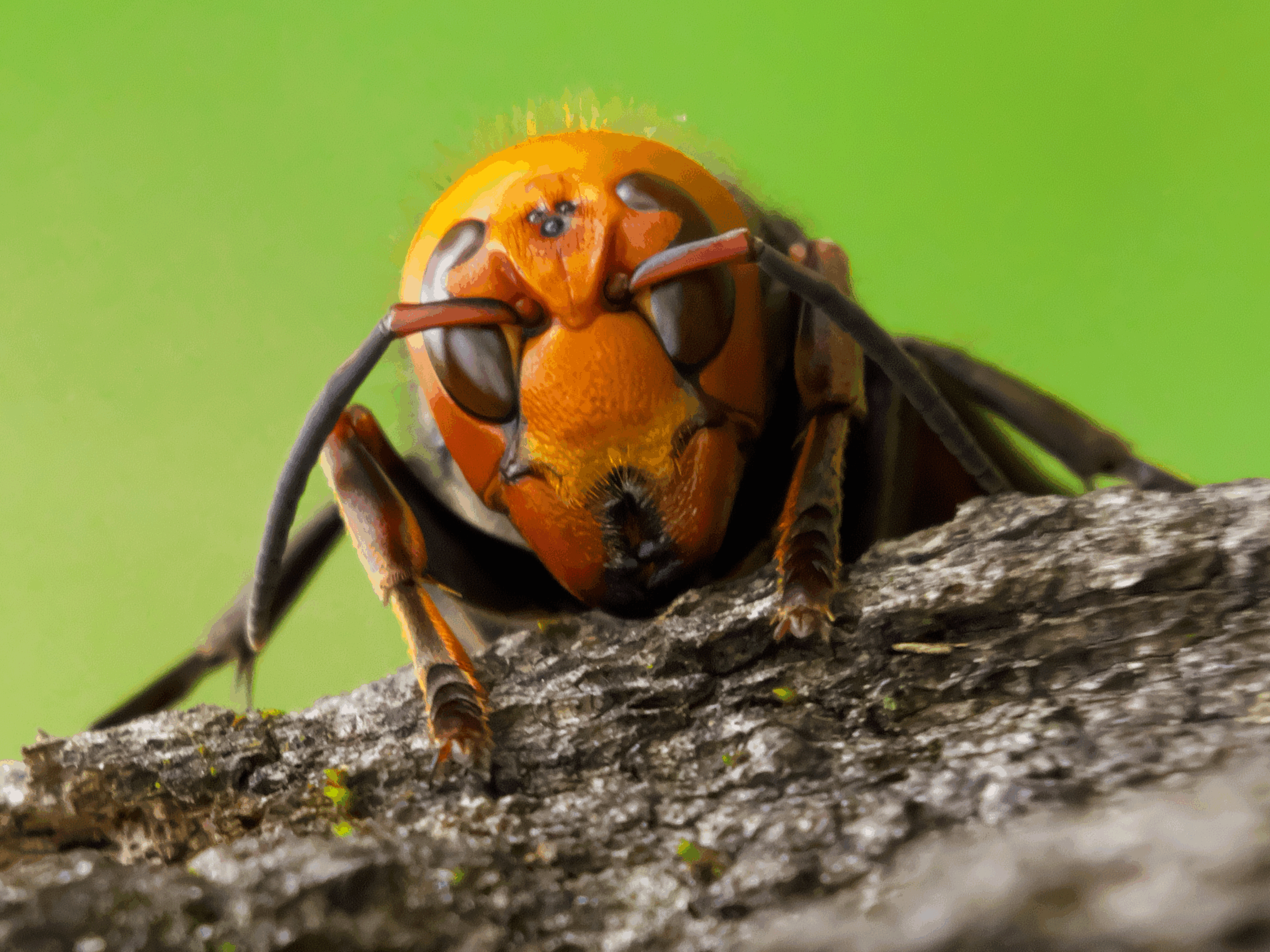 日本に生息するスズメバチの種類とその特徴を解説