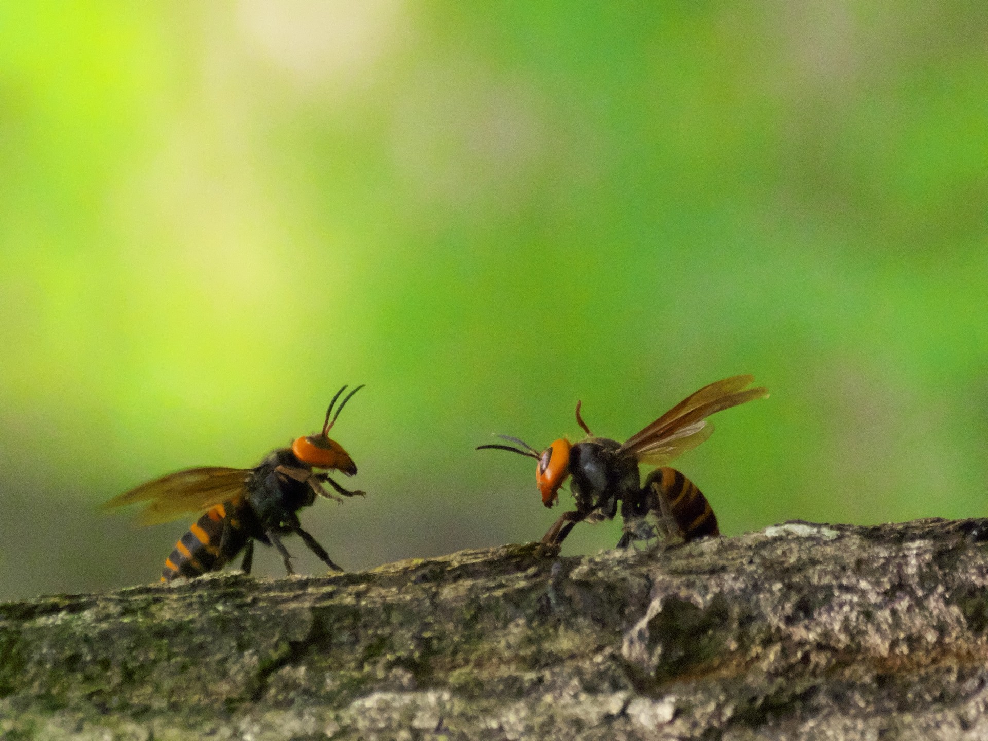 スズメバチの天敵まとめ｜自然界の生物11種と最適な駆除方法を紹介