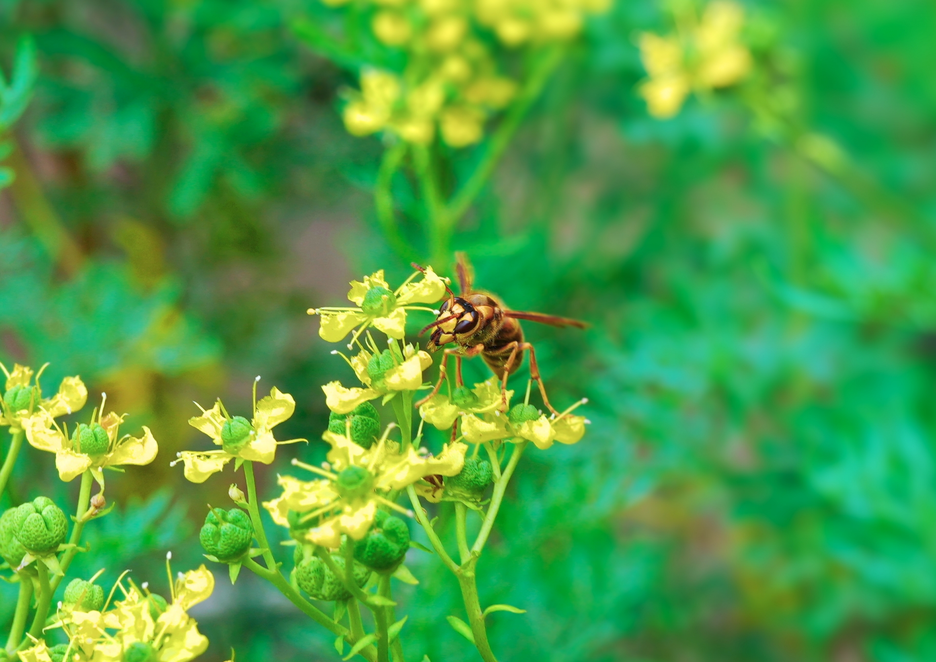 【決定版】スズメバチを寄せ付けない対策法3選！おすすめの駆除方法も紹介！