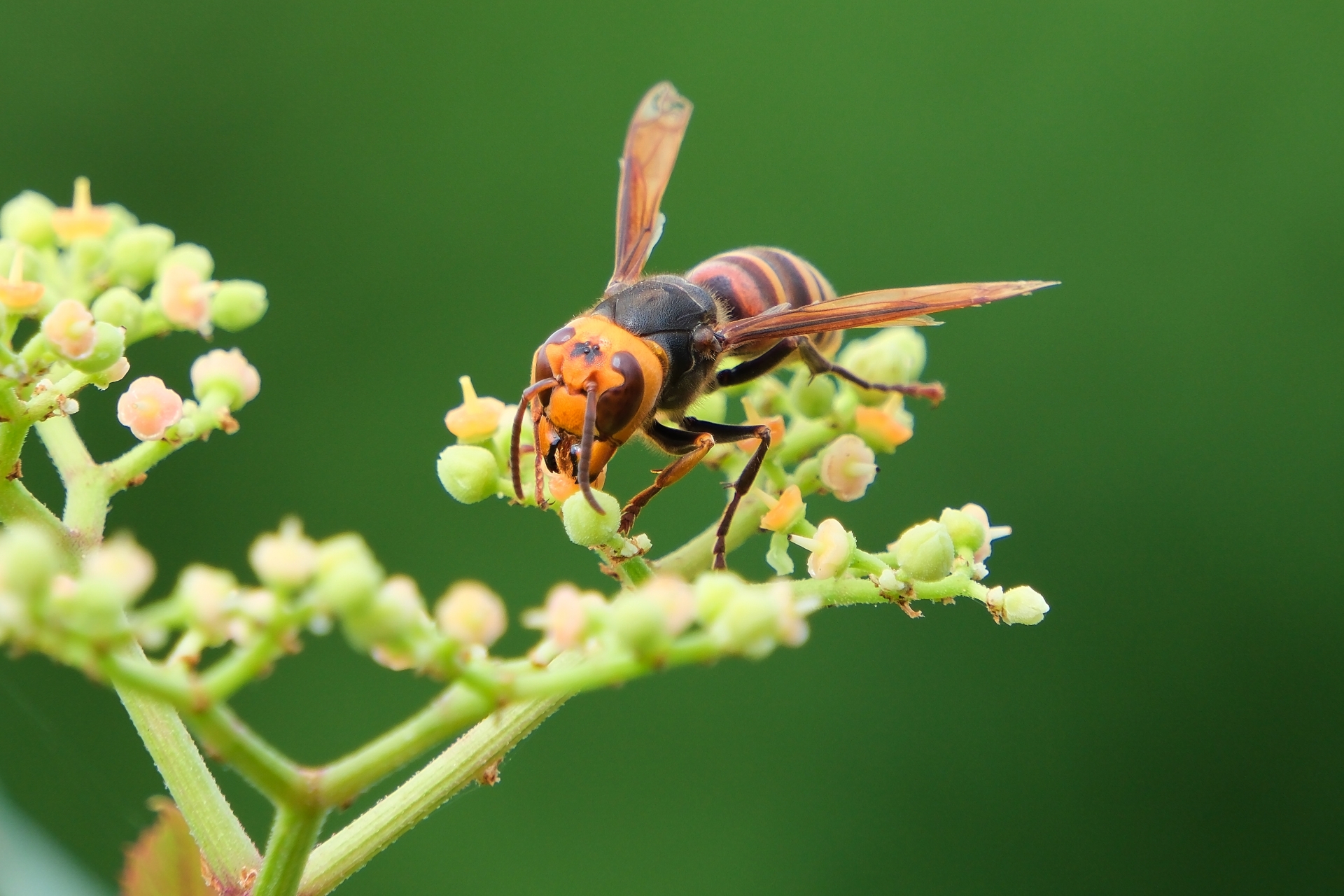 スズメバチとアシナガバチの違いを徹底解説！見分け方と対処法もわかりやすく