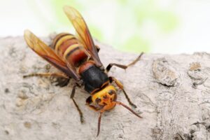 スズメバチを駆除したい時はどうしたら良い?自力での退治方法とおすすめ駆除方法を紹介!