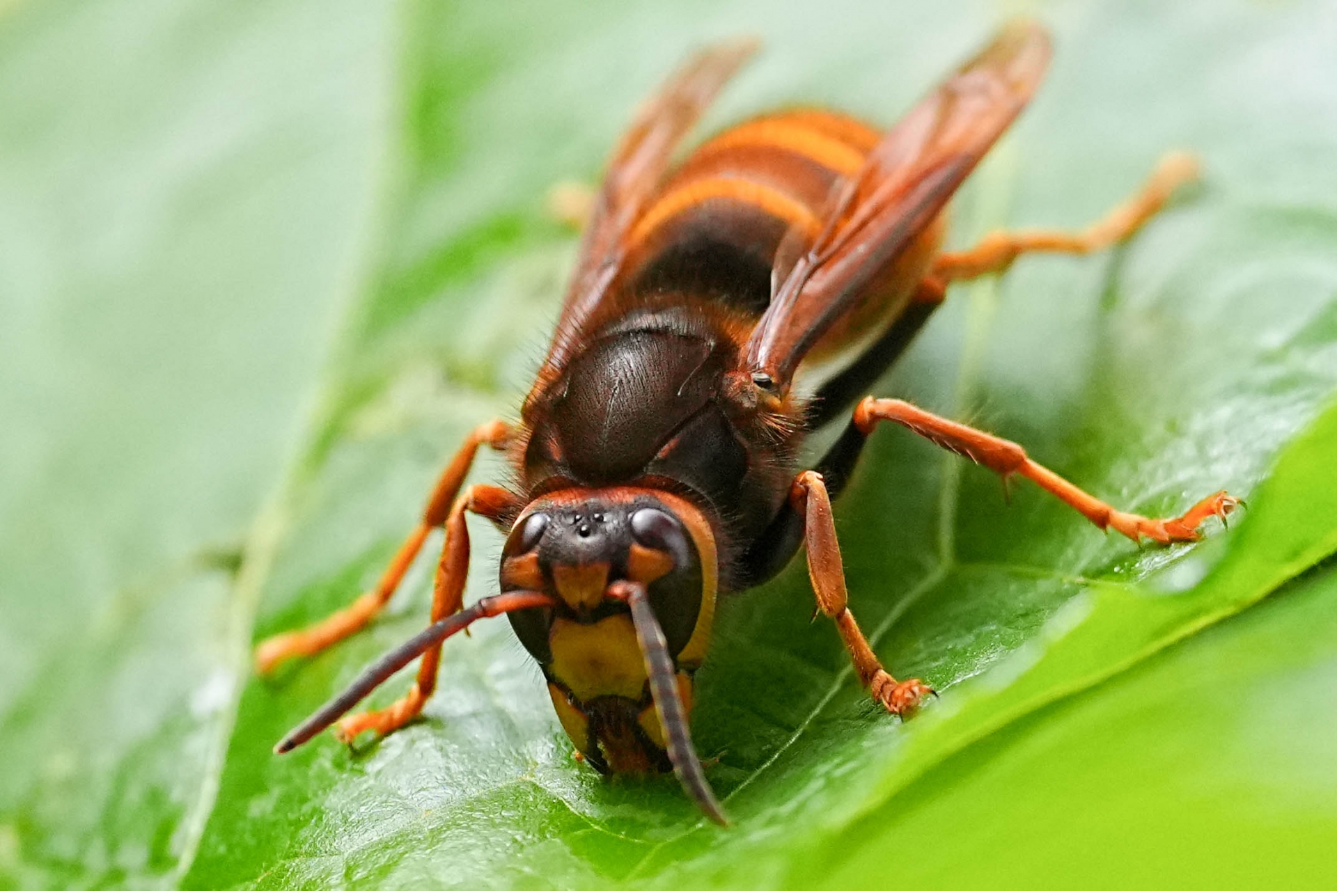 スズメバチが一匹で動かない！考えられる原因と危険性、対処方法を徹底解説