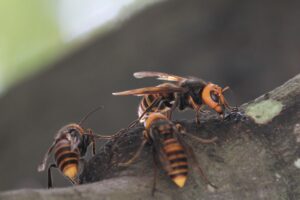 威嚇音を出すスズメバチに刺されたらすべき対処法
