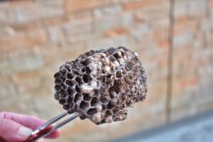 蜂駆除の相場はいくら？蜂の巣の種類別費用とポイントを徹底解説