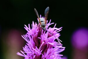 クロスズメバチの生態や危険性を徹底解説！正しい対処法も紹介