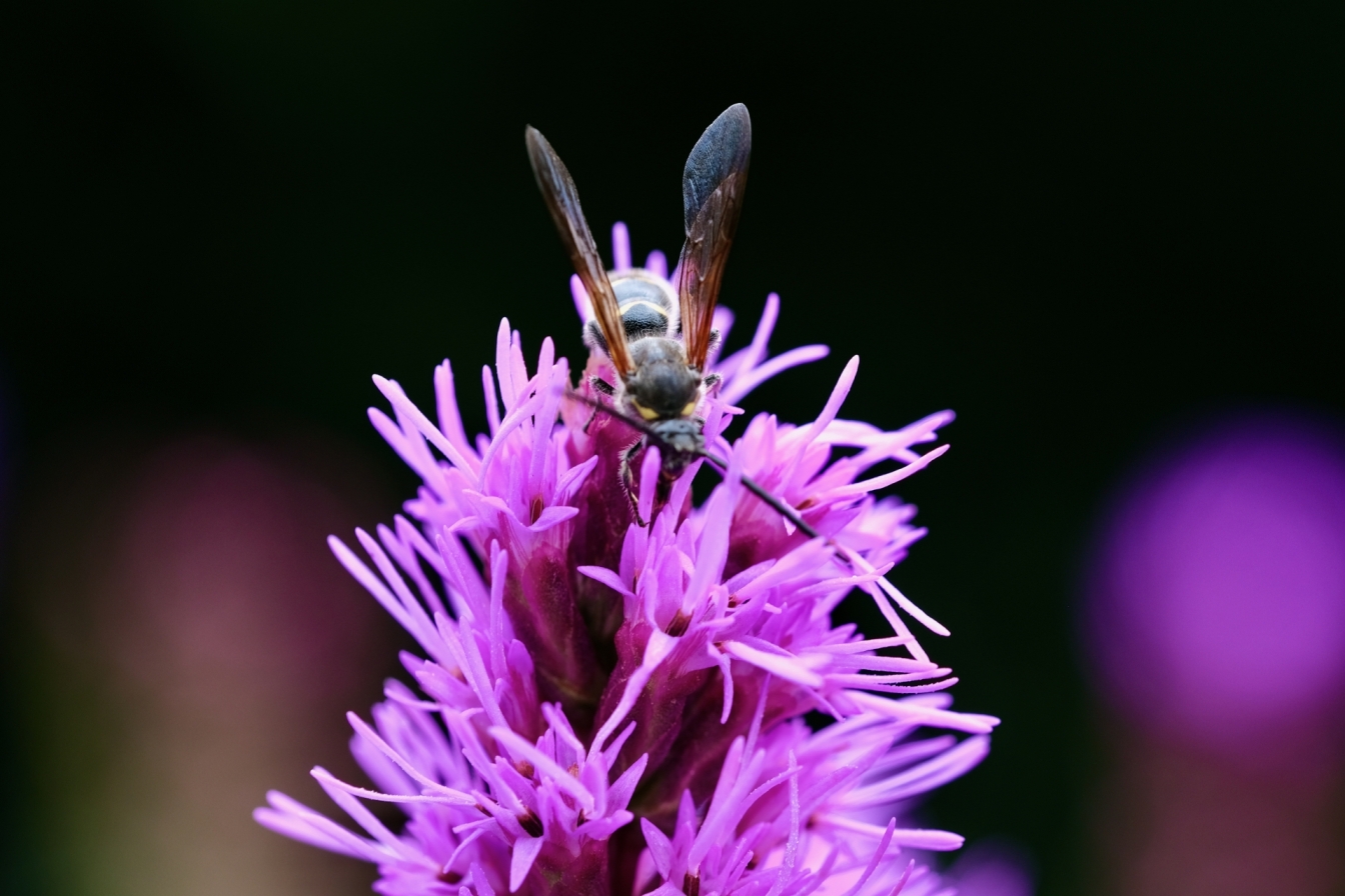 クロスズメバチの生態や危険性を徹底解説！正しい対処法も紹介
