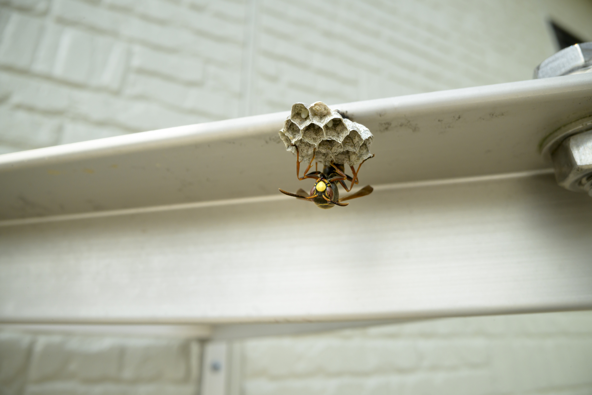 スズメバチが体に止まったらパニック厳禁！冷静な対処法と予防策を徹底解説！