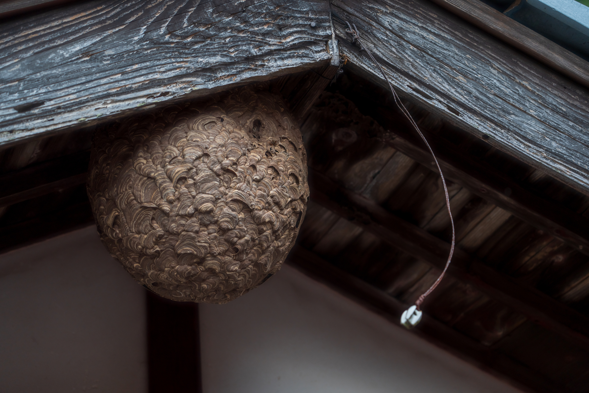 スズメバチの巣対策！他のハチの巣との見分け方・駆除方法・予防策を徹底解説！