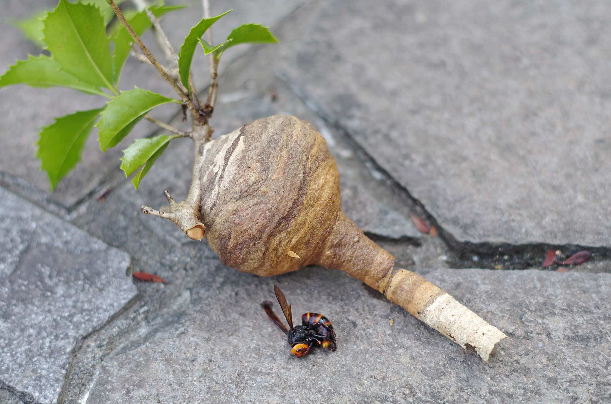 スズメバチの巣は初期段階で駆除することが重要！初期巣の特徴と見分け方を解説！