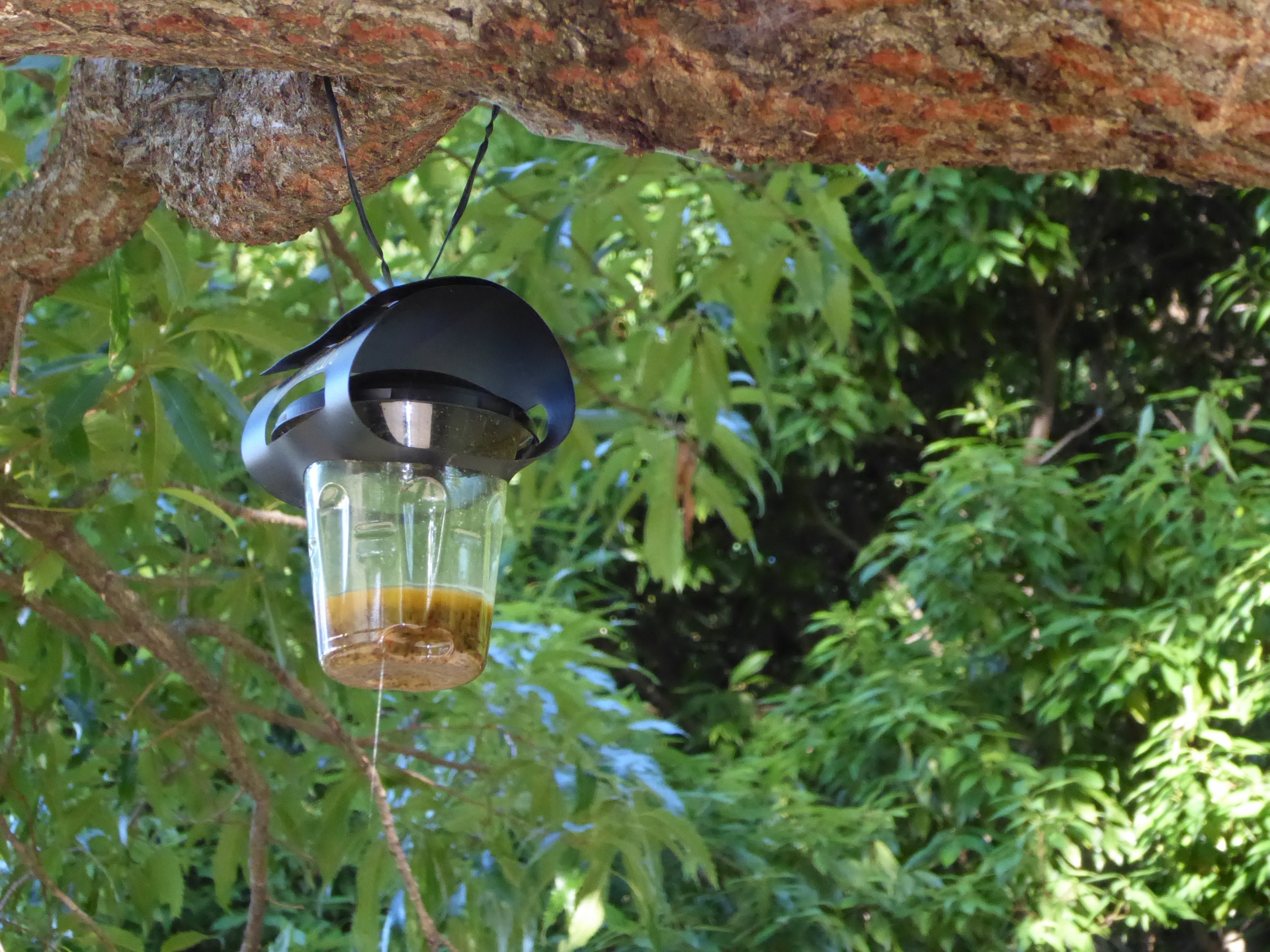 スズメバチトラップは効果がある？設置時期や作り方を解説