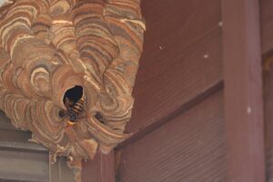 スズメバチの巣 駆除 自分で